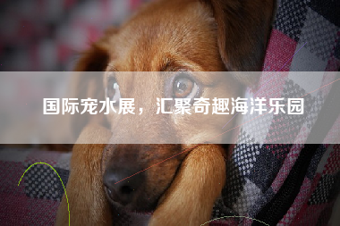 国际宠水展，汇聚奇趣海洋乐园