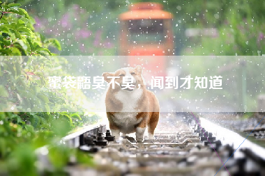 蜜袋鼯臭不臭，闻到才知道