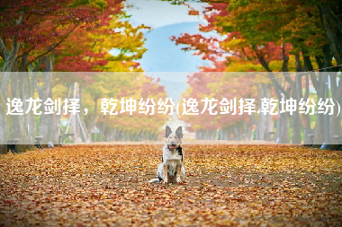 逸龙剑择，乾坤纷纷(逸龙剑择,乾坤纷纷)