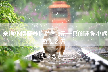 宠物小螃蟹养护指南(2元一只的迷你小螃蟹怎么养)