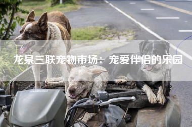 龙泉三联宠物市场：宠爱伴侣的乐园