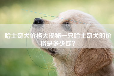 哈士奇犬价格大揭秘一只哈士奇犬的价格是多少钱？
