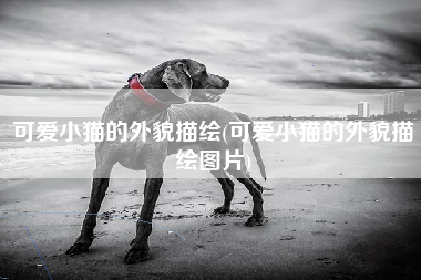 可爱小猫的外貌描绘(可爱小猫的外貌描绘图片)