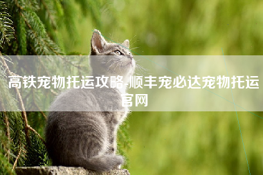 高铁宠物托运攻略-顺丰宠必达宠物托运官网
