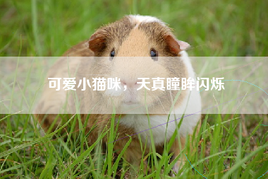 可爱小猫咪，天真瞳眸闪烁