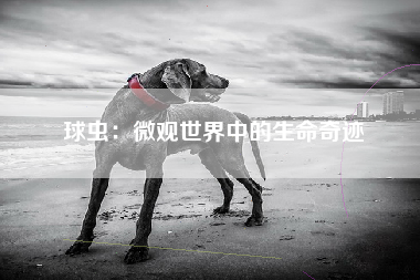 球虫：微观世界中的生命奇迹