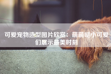 可爱宠物造型图片欣赏：萌萌哒小可爱们展示最美时刻