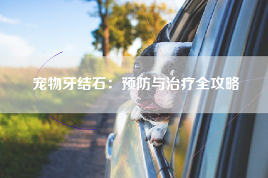 宠物牙结石：预防与治疗全攻略