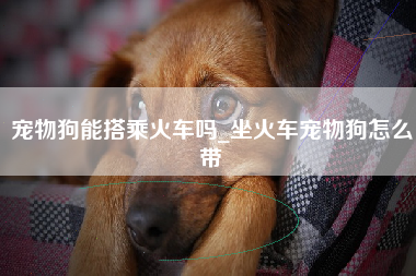 宠物狗能搭乘火车吗_坐火车宠物狗怎么带