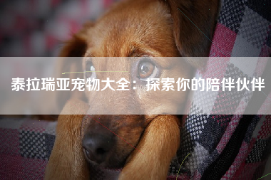 泰拉瑞亚宠物大全：探索你的陪伴伙伴