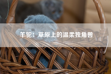 羊驼：草原上的温柔独角兽