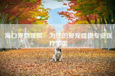 海口宠物医院：为您的爱宠提供专业医疗服务