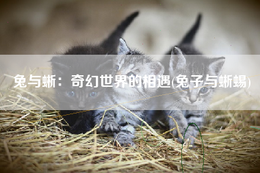 兔与蜥：奇幻世界的相遇(兔子与蜥蜴)