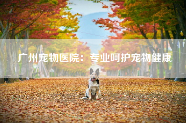 广州宠物医院：专业呵护宠物健康
