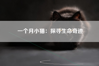 一个月小猫：探寻生命奇迹
