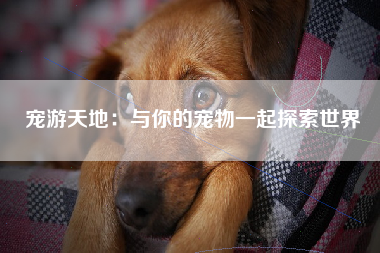 宠游天地：与你的宠物一起探索世界
