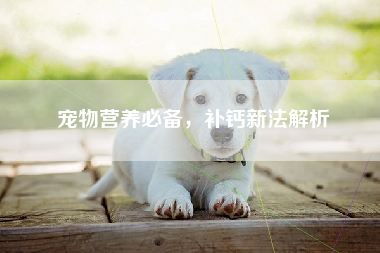 宠物营养必备，补钙新法解析