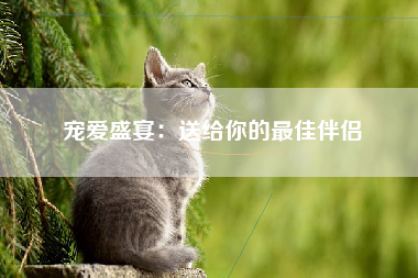 宠爱盛宴：送给你的最佳伴侣