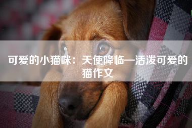 可爱的小猫咪：天使降临—活泼可爱的猫作文