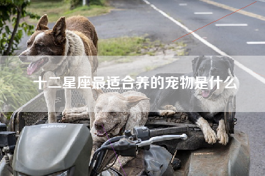 十二星座最适合养的宠物是什么