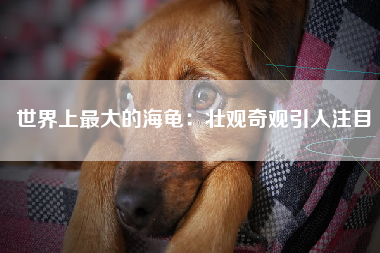 世界上最大的海龟：壮观奇观引人注目