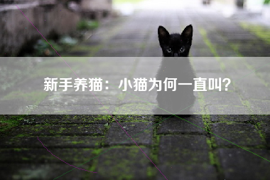 新手养猫：小猫为何一直叫？