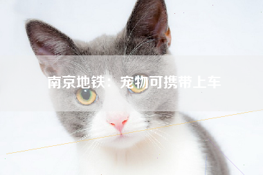 南京地铁：宠物可携带上车