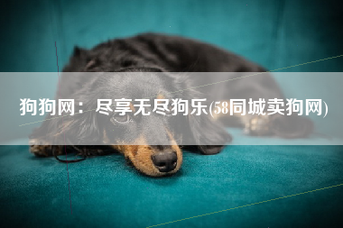 狗狗网：尽享无尽狗乐(58同城卖狗网)