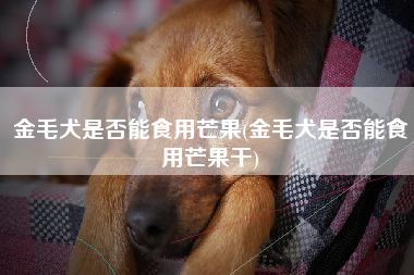 金毛犬是否能食用芒果(金毛犬是否能食用芒果干)