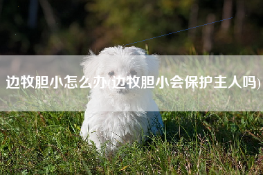 边牧胆小怎么办(边牧胆小会保护主人吗)