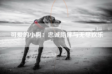 可爱的小狗：忠诚陪伴与无尽欢乐