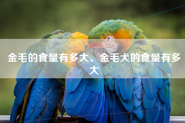 金毛的食量有多大、金毛犬的食量有多大