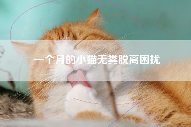 一个月的小猫无粪脱离困扰