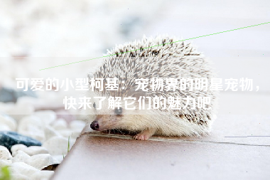 可爱的小型柯基：宠物界的明星宠物，快来了解它们的魅力吧