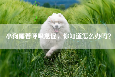 小狗睡着呼吸急促，你知道怎么办吗？
