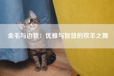 金毛与边牧：优雅与智慧的牧羊之舞