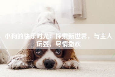 小狗的快乐时光：探索新世界，与主人玩耍，尽情撒欢