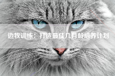 边牧训练：打造最佳几月龄培养计划