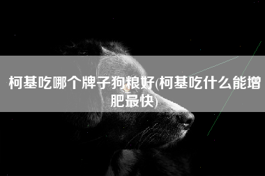 柯基吃哪个牌子狗粮好(柯基吃什么能增肥最快)