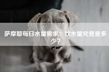 萨摩耶每日水量需求：饮水量究竟是多少？