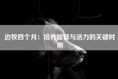 边牧四个月：培养智慧与活力的关键时期