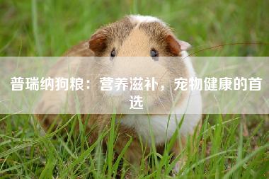 普瑞纳狗粮：营养滋补，宠物健康的首选