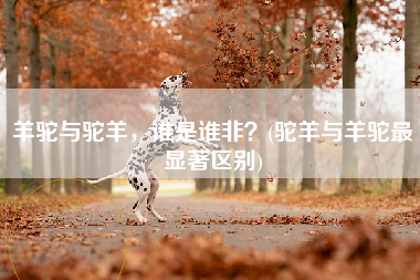 羊驼与驼羊，谁是谁非？(驼羊与羊驼最显著区别)
