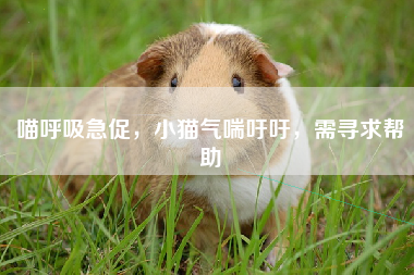 喵呼吸急促，小猫气喘吁吁，需寻求帮助