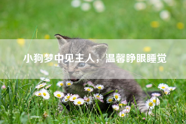 小狗梦中见主人，温馨睁眼睡觉
