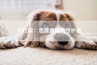 小杜宾：忠诚勇猛的守护者