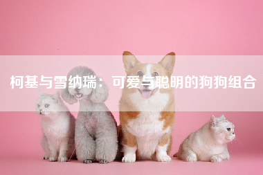 柯基与雪纳瑞：可爱与聪明的狗狗组合