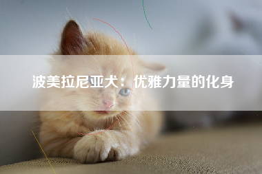 波美拉尼亚犬：优雅力量的化身