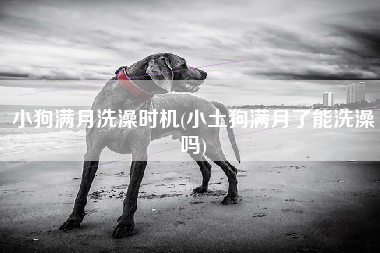 小狗满月洗澡时机(小土狗满月了能洗澡吗)