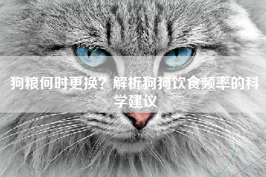 狗粮何时更换？解析狗狗饮食频率的科学建议